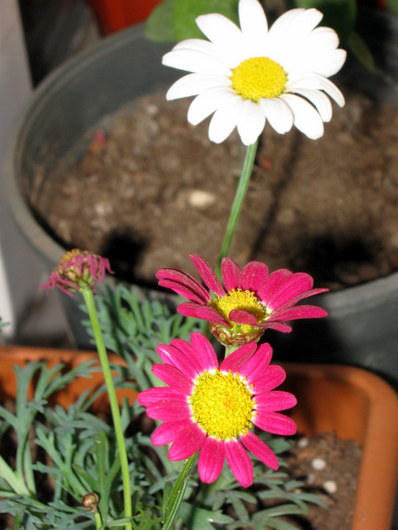 Name:  IMG_9723.JPG
Views: 1269
Size:  64.0 KB