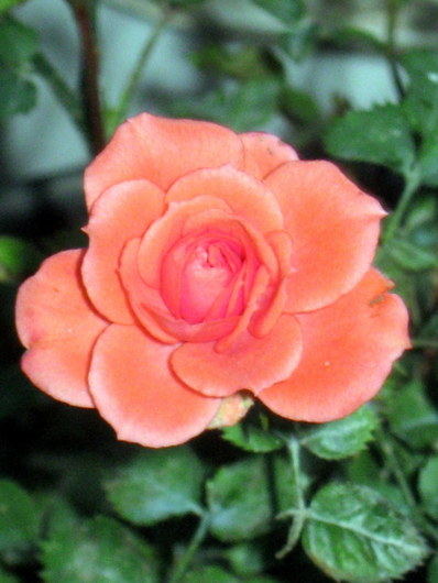Name:  IMG_9876.JPG
Views: 1200
Size:  59.1 KB