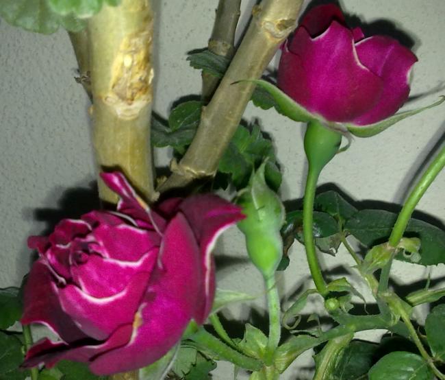 Name:  260420131233.jpg
Views: 580
Size:  52.0 KB