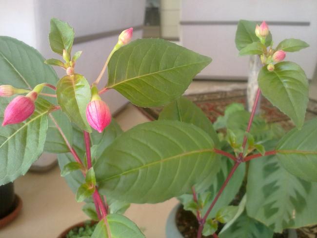 Name:  280420131252.jpg
Views: 573
Size:  33.0 KB