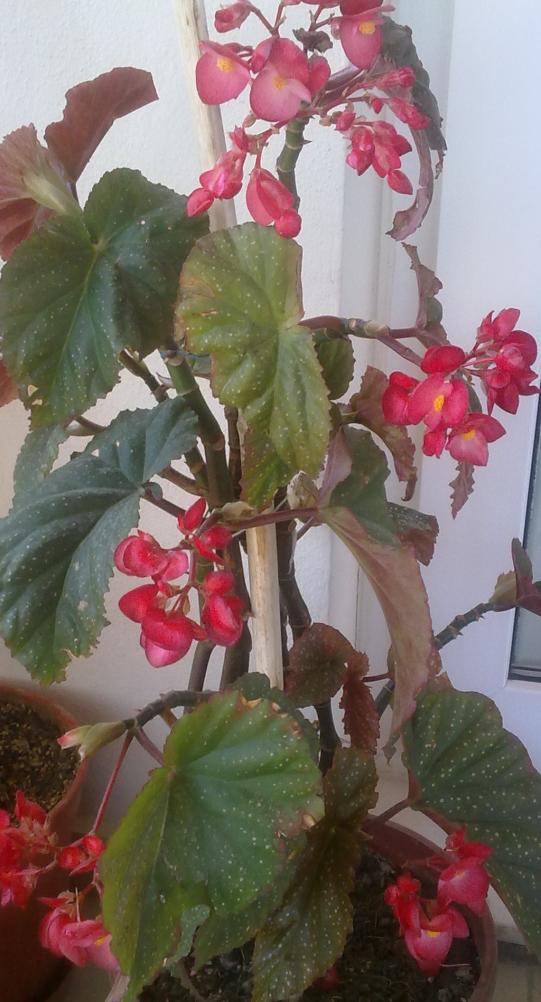 Name:  280420131255.jpg
Views: 604
Size:  75.5 KB