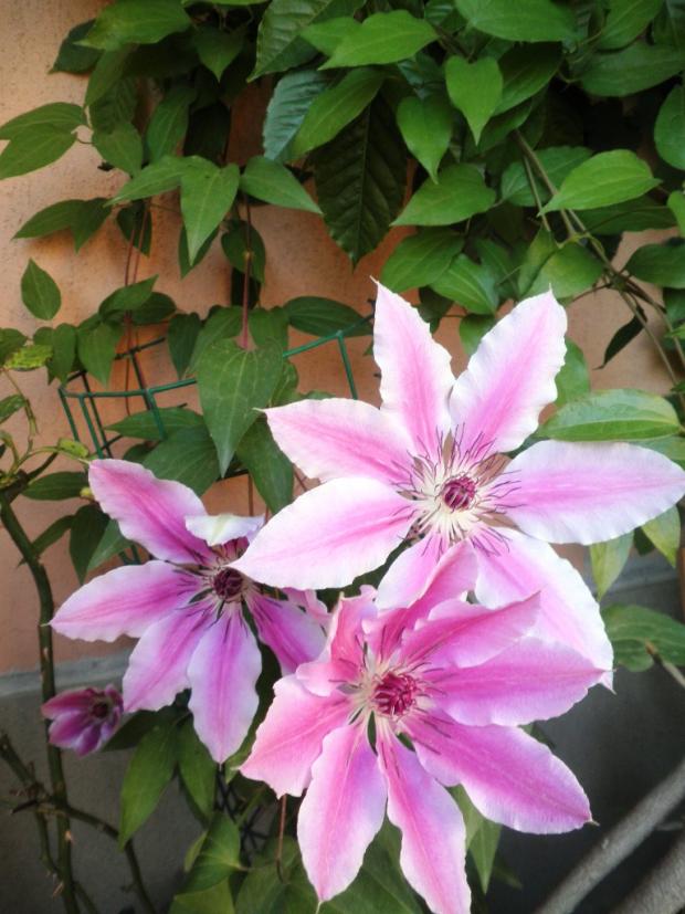 Name:  clematis.jpg
Views: 1484
Size:  71.4 KB