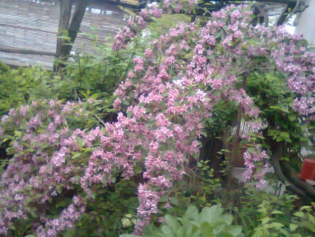 Name:  Fotoraf2204.jpg
Views: 679
Size:  71.0 KB