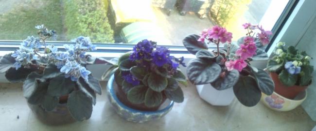 Name:  aviary_1367130211644.jpg
Views: 752
Size:  28.1 KB