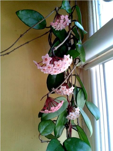 Name:  923350_4658212733893_429351334_n.jpg
Views: 1691
Size:  48.5 KB