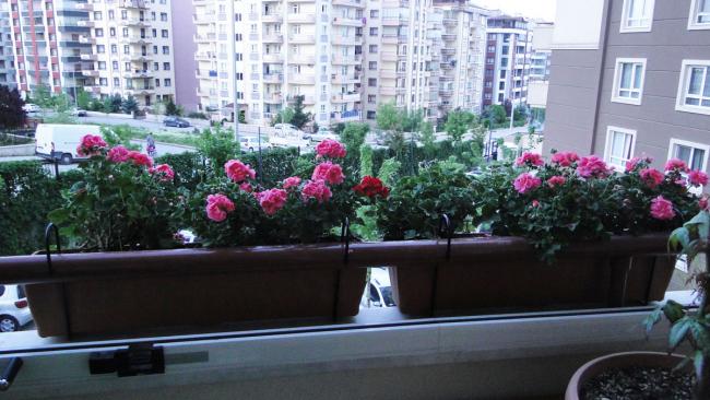Name:  202.jpg
Views: 1900
Size:  49.7 KB