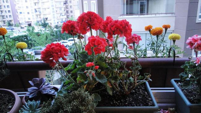 Name:  303.jpg
Views: 2192
Size:  54.4 KB