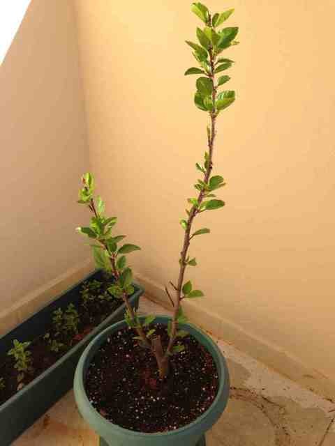 Name:  ImageUploadedByTapatalk1367418016.049205.jpg
Views: 854
Size:  28.2 KB