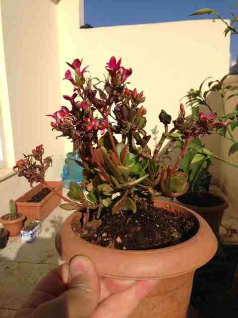 Name:  ImageUploadedByTapatalk1367418149.548097.jpg
Views: 835
Size:  49.0 KB