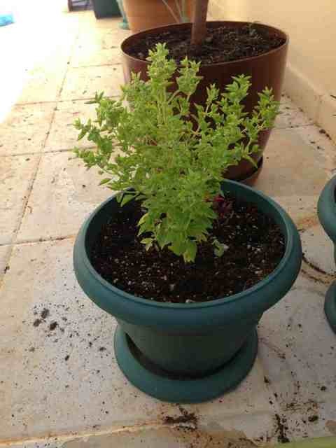 Name:  ImageUploadedByTapatalk1367418284.364249.jpg
Views: 793
Size:  49.3 KB