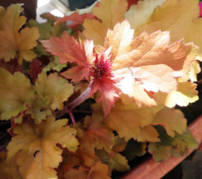 Name:  heuchera tohum.jpg
Views: 1495
Size:  45.7 KB