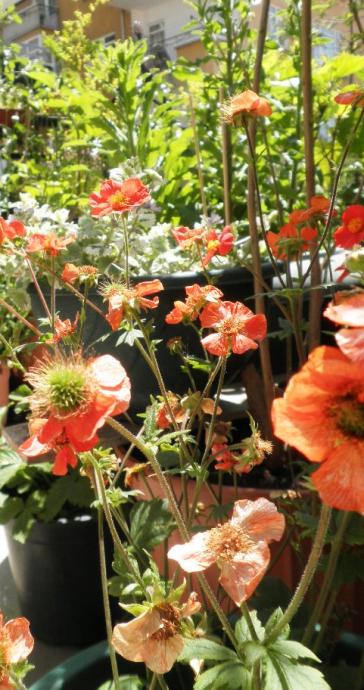 Name:  geum tohumda.jpg
Views: 1466
Size:  61.3 KB