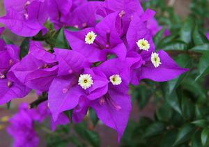 Name:  Bougainvillea-Glabra-Vine.jpg
Views: 1192
Size:  12.8 KB
