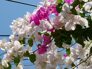 Name:  3237-800.jpg
Views: 1583
Size:  20.1 KB