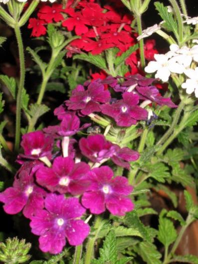 Name:  IMG_9948.jpg
Views: 1036
Size:  43.6 KB
