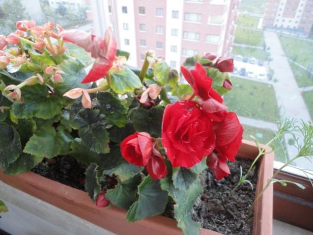 Name:  DSC02224.jpg
Views: 860
Size:  44.6 KB
