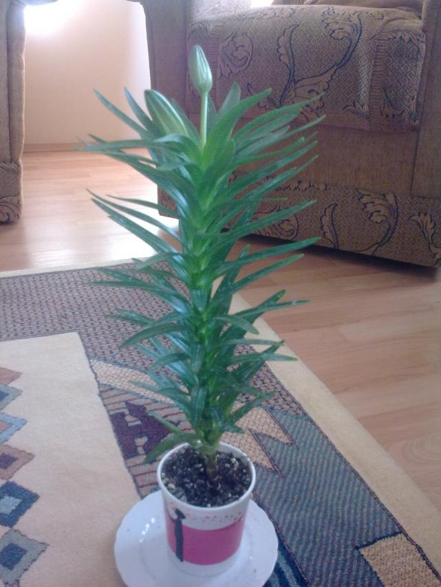 Name:  Grnt0447.jpg
Views: 2605
Size:  70.2 KB