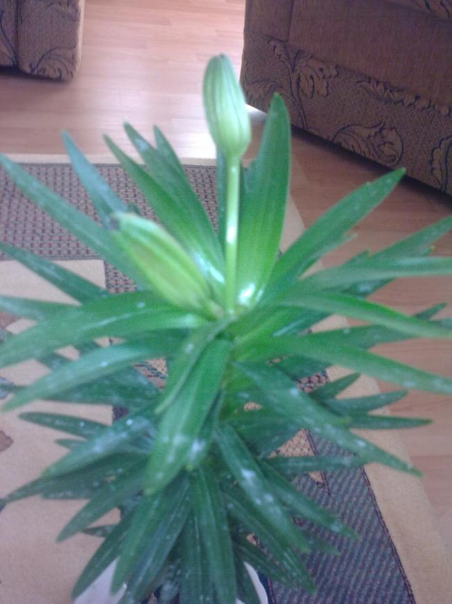 Name:  Grnt0448.jpg
Views: 2184
Size:  58.9 KB