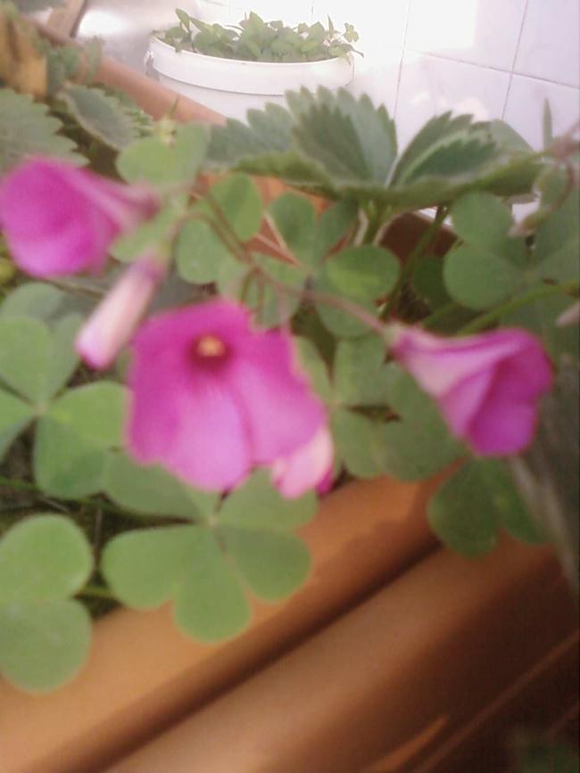 Name:  Fotoraf2202.jpg
Views: 1765
Size:  40.8 KB