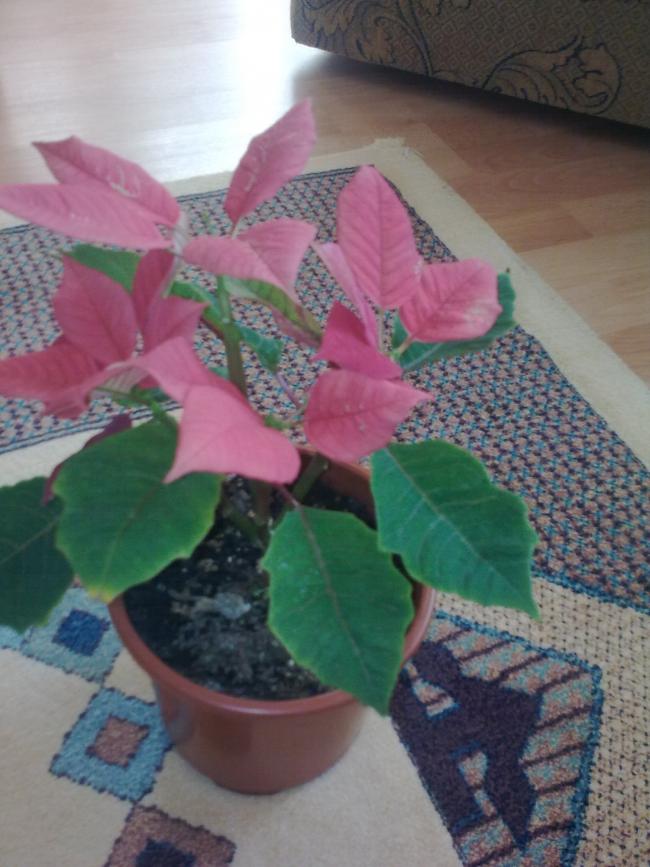 Name:  Grnt0449.jpg
Views: 1923
Size:  67.1 KB