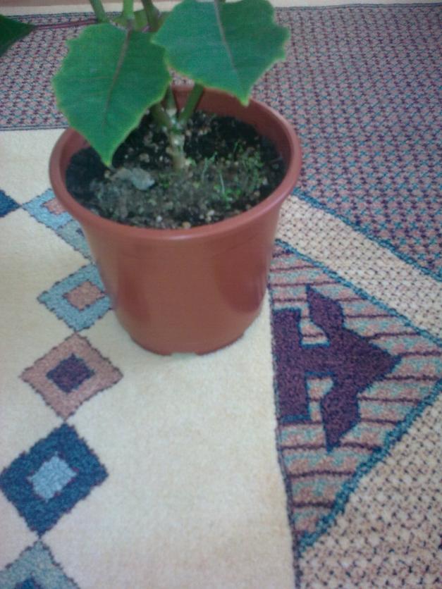 Name:  Grnt0451.jpg
Views: 1911
Size:  71.0 KB