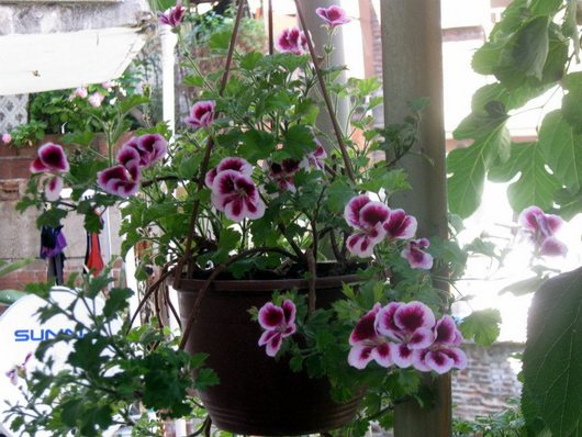 Name:  255336_10151057782758143_316476226_n.jpg
Views: 1413
Size:  68.3 KB