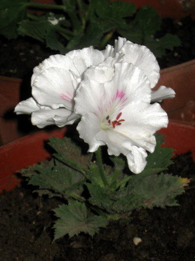 Name:  IMG_9950.JPG
Views: 989
Size:  51.7 KB