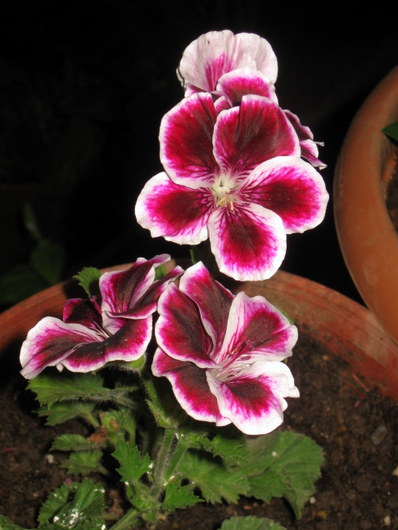 Name:  IMG_9952.JPG
Views: 969
Size:  65.2 KB