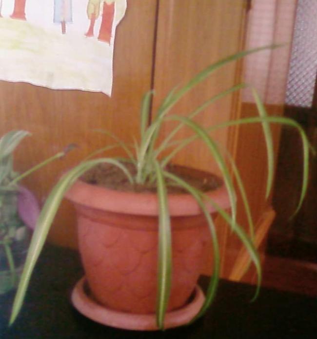 Name:  Fotoraf2210.jpg
Views: 618
Size:  34.5 KB