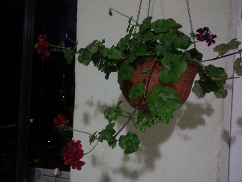 Name:  20130505_200710.jpg
Views: 373
Size:  67.9 KB