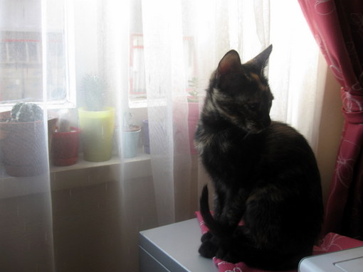 Name:  IMG_8493.JPG
Views: 1041
Size:  35.8 KB