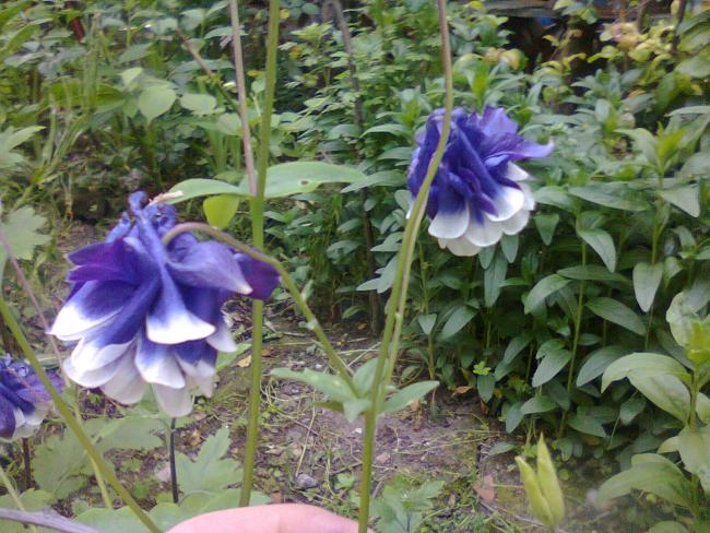 Name:  Fotoraf2354.jpg
Views: 762
Size:  67.4 KB