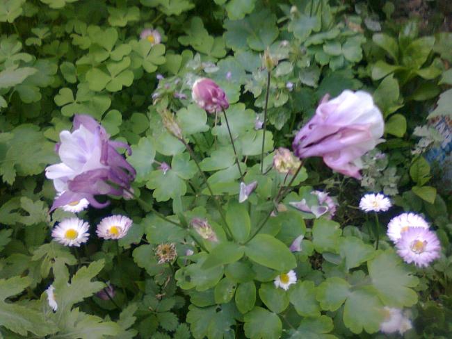 Name:  Fotoraf2367.jpg
Views: 762
Size:  52.4 KB