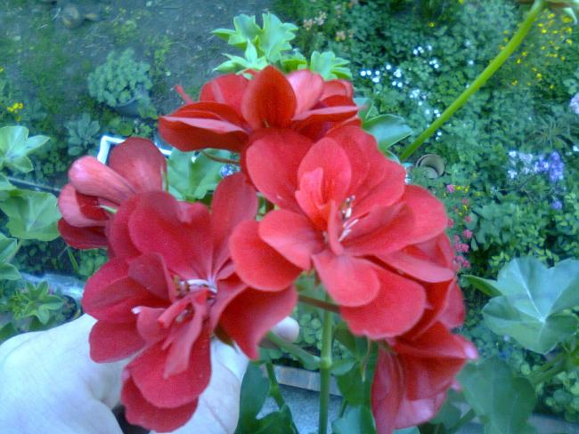 Name:  Fotoraf2377.jpg
Views: 721
Size:  55.7 KB