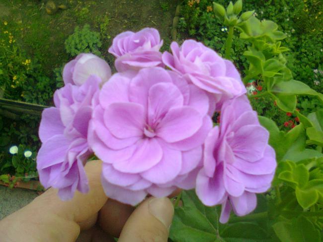 Name:  Fotoraf2378.jpg
Views: 765
Size:  46.2 KB