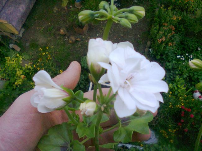 Name:  Fotoraf2379.jpg
Views: 736
Size:  50.6 KB