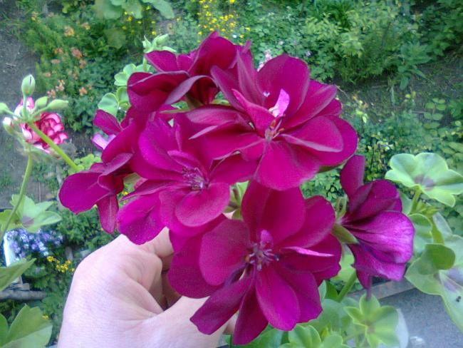 Name:  Fotoraf2380.jpg
Views: 774
Size:  61.4 KB