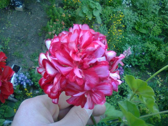 Name:  Fotoraf2381.jpg
Views: 771
Size:  62.7 KB