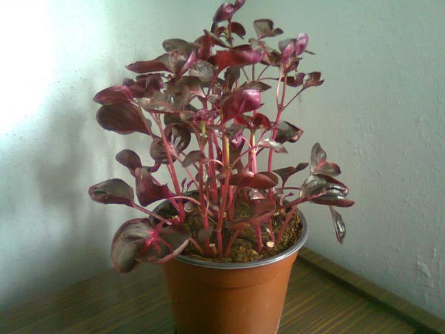 Name:  Fotoraf2393.jpg
Views: 1454
Size:  37.6 KB