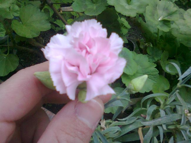 Name:  Fotoraf2423.jpg
Views: 708
Size:  40.4 KB
