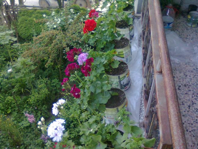 Name:  Fotoraf2427.jpg
Views: 1680
Size:  68.6 KB