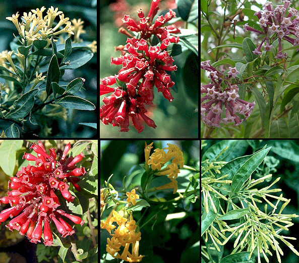 Name:  Cestrum1.jpg
Views: 2583
Size:  68.4 KB