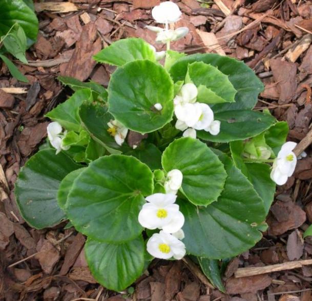 Name:  begonia%20semperflorens%20white1.jpg
Views: 1400
Size:  65.4 KB