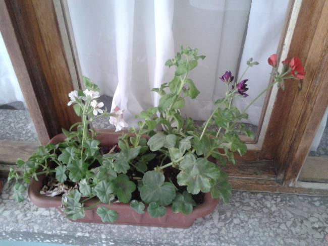 Name:  2013-05-08 18.04.46.jpg
Views: 997
Size:  46.0 KB