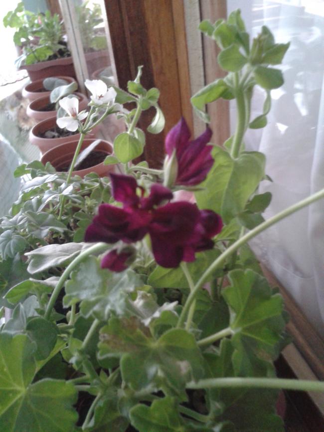 Name:  2013-05-08 18.05.06.jpg
Views: 980
Size:  67.6 KB