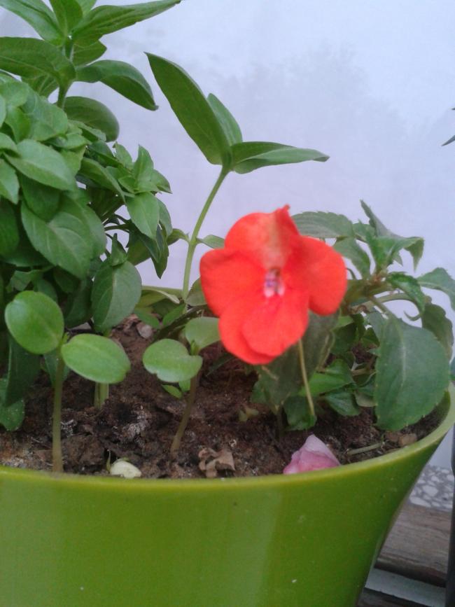 Name:  2013-05-08 18.08.30.jpg
Views: 1008
Size:  58.3 KB