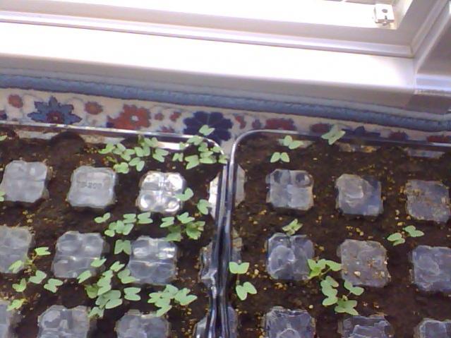 Name:  Snapshot_20130509_7.jpg
Views: 2148
Size:  48.3 KB