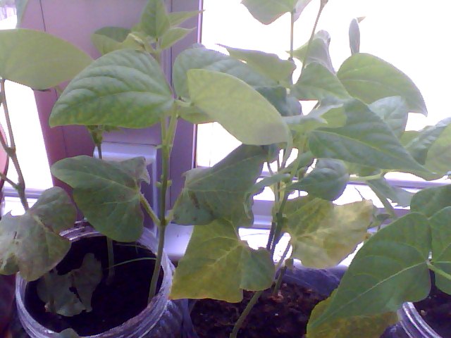 Name:  Snapshot_20130509_9.JPG
Views: 2137
Size:  53.9 KB