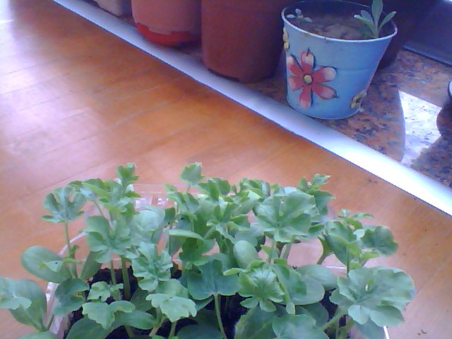 Name:  Snapshot_20130509_12.JPG
Views: 2138
Size:  58.1 KB