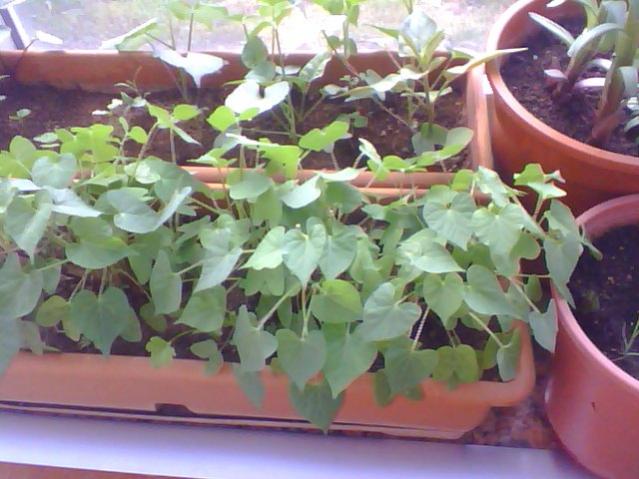 Name:  Snapshot_20130509_16.jpg
Views: 2132
Size:  48.9 KB